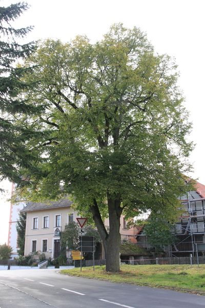 Linde in Breitenlohe