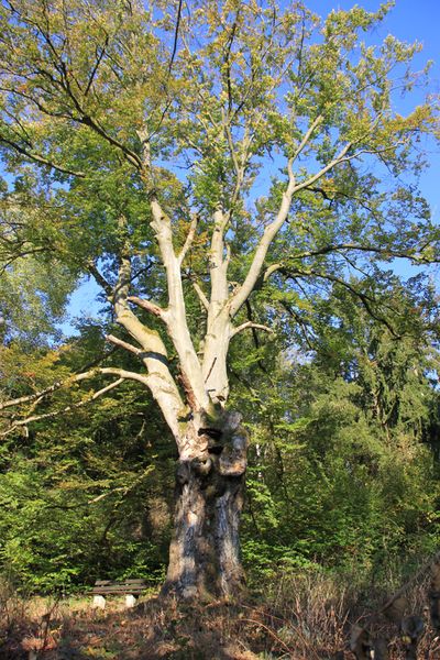 Buche bei Ebersbrunn