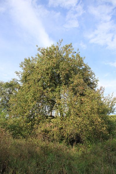 Birnbaum in Ebersbrunn