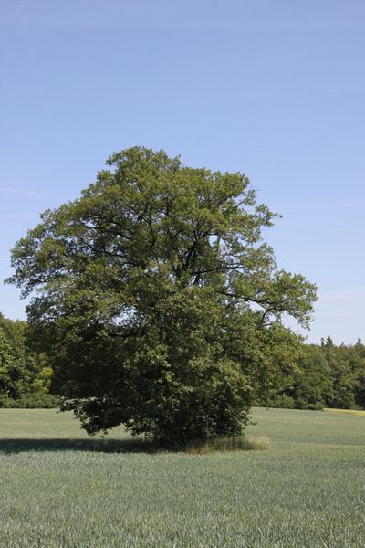 Traubeneiche bei Fürstenforst