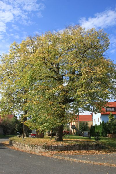 Dorflinde in Neugrub