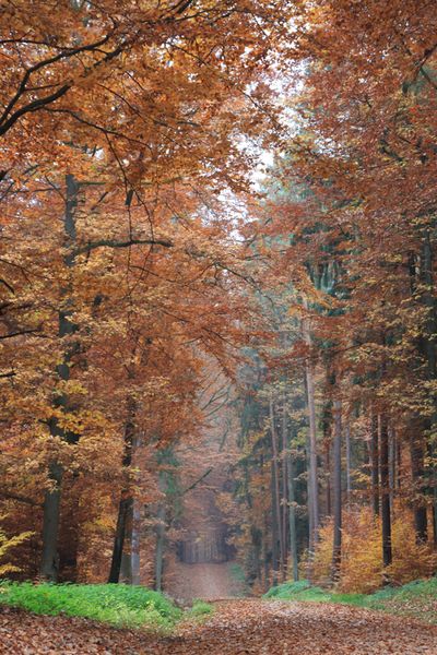 Der Bürgerwald bei Schlüsselfeld