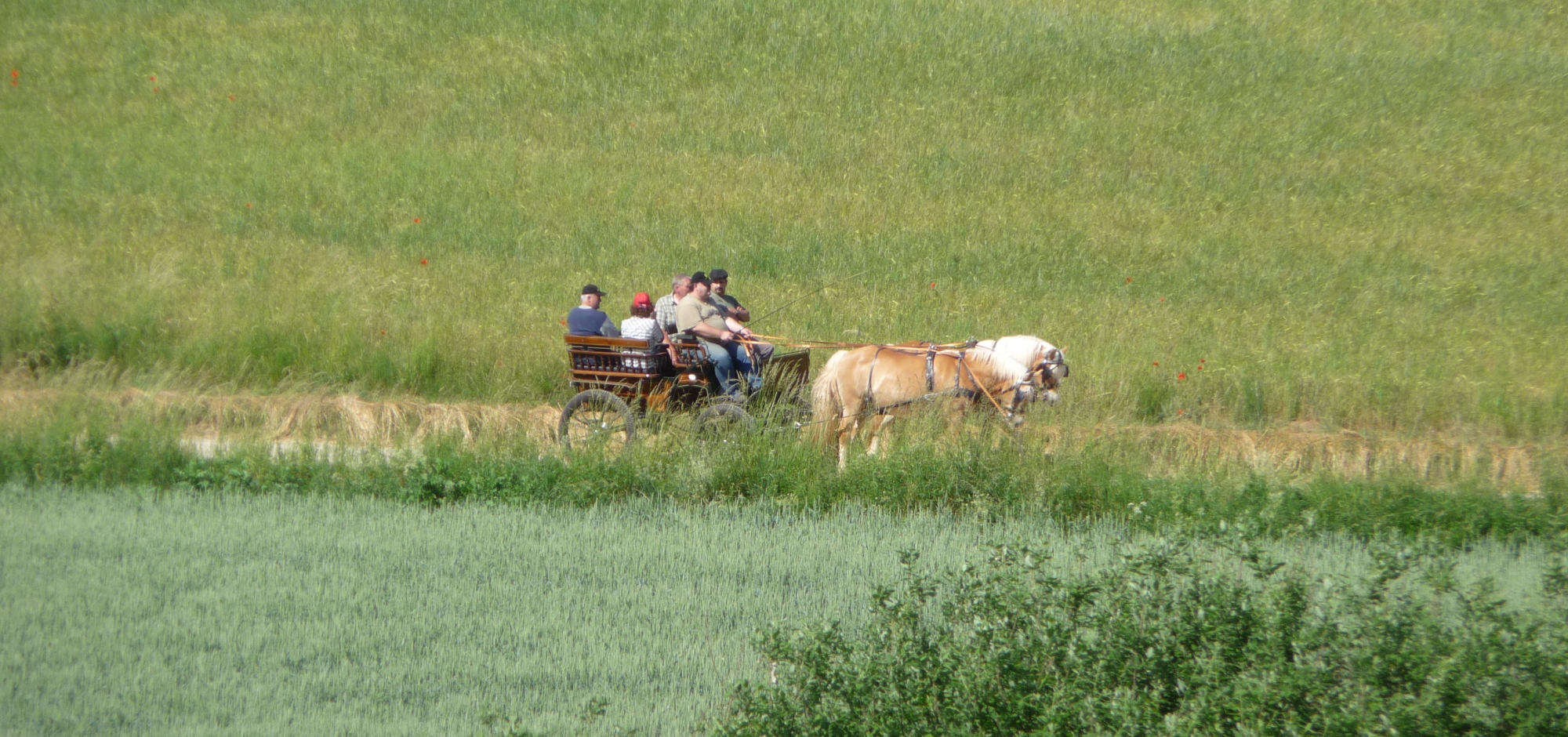 Kutsche auf Feldweg