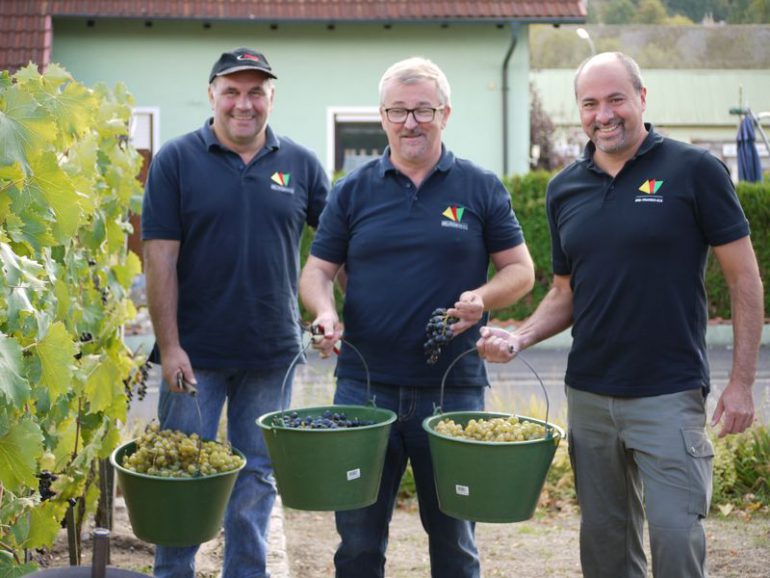 Armin Luther, Ernst Nickel Und Johannes Krapp Bei Der Weinlese In Geiselwind