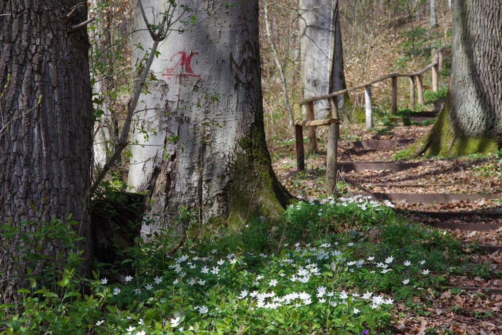Weg im Steigerwald