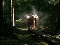 Pferdestarke Holzbringung