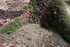 Nadelhaufen Von Einem Sterbenden Baum