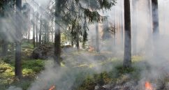 Hohe Waldbrandgefahr In Franken! (c) Ylvers Pixabay.de