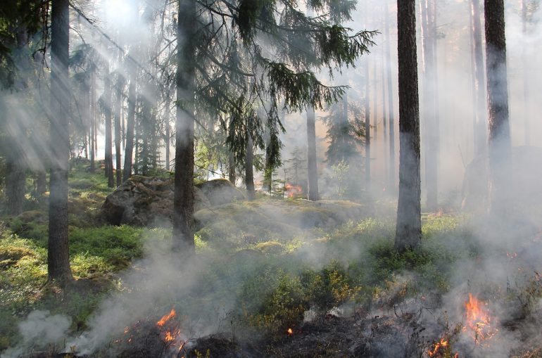 Hohe Waldbrandgefahr In Franken! (c) Ylvers Pixabay.de